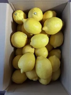 瀬戸田レモン 小玉 20kg 瀬戸田レモン 小玉 3kg箱 - メルカリ