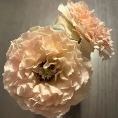 ⭐️ご購入前に必ずコメントをお願いします　86、バラ苗　バラ挿し木苗　切り花品種