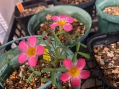 ぽち様 リクエスト 2点 まとめ商品