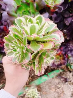 氷華フリル錦 17当店オリジナル名称 白斑入り ピンクエッジ フリル葉