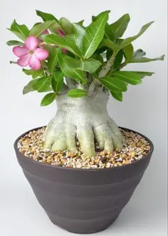 【極美タコ足/超極太/塊根植物】アデニウム アラビカム ゴジ タコ足A-6鉢植えのサムネイル