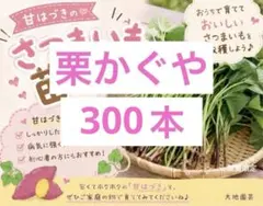 栗かぐや 300本 さつまいも苗 無農薬 - メルカリ