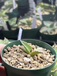 2025年最新】イラン株 アガベの人気アイテム - メルカリ