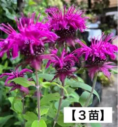 KABUKI様 リクエスト 2点 まとめ商品