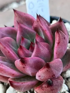 多肉植物 ⭐️ピンクルルビー⭐️韓国苗育成 抜き苗 d44 - メルカリ