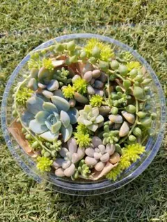 エケベリア・セダムなど 多肉植物カット苗セット①