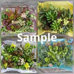 ✾おまかせカット苗 ご購入前にお願いをご一読ください˖*多肉植物 寄せ