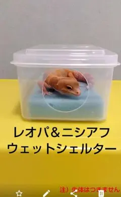 レオパ・ニシアフ用 ウェットシェルター 飼育ケースのサムネイル