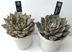 新作　極上株　優木園さん苗　命名株　幻乱燈花　札付き　多肉 新作 極上株 優木園さん苗 命名株 幻乱燈花 札付き 多肉 新作 極上株