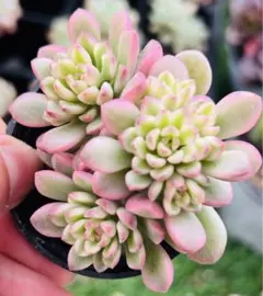 mocacoco様 ご専用　おまけ付き　リクエスト 3点 まとめ商品