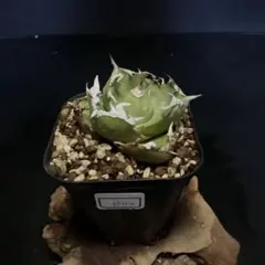 wakachiko0725様 リクエスト 7点 まとめ商品