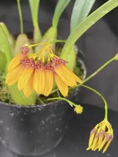 花終　洋蘭原種　バルボフィラム　SP シルホタイプ　小型多花性　黄色花のサムネイル