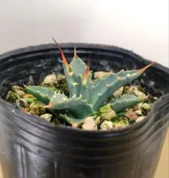 2025年最新】エボリスピナの人気アイテム - メルカリ