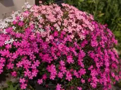 シレネ パンサー MIX　花の種　100粒以上