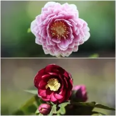 れい様専用 クリスマスローズ 小苗 多弁ソレイユ×フレグランスキラメキ