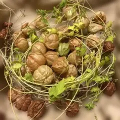 Item thumbnail for item 281194a3-2a98-4a51-9e6d-fe9849966a83