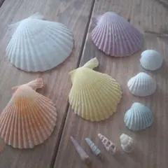 貝殻 まとめ売り ハンドメイド素材 アート作品 インテリア 工作材料