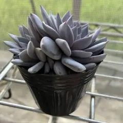 ルル エケベリア 多肉植物のサムネイル