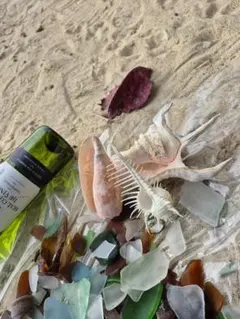 シーグラスと貝殻のセット