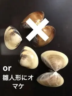 蛤はまぐりの貝殻3個セット 茶色と白