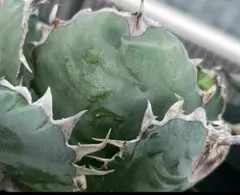 2025年最新】チタノタブルー 選抜の人気アイテム - メルカリ