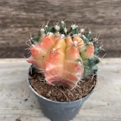 ギムノカリキウム✨ミハノビッチ✨ミハノビッチのサムネイル