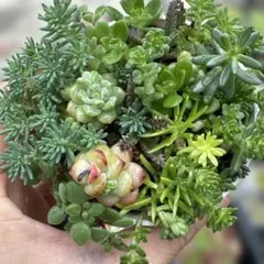 カラフルセダムミックス抜き苗 もりもり 多肉植物 - メルカリ