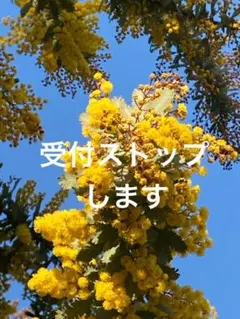 フレッシュミモザ (銀葉アカシア) 80サイズ