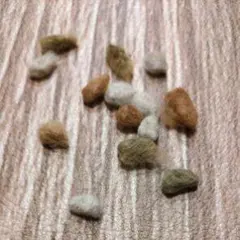 Item thumbnail for item c51fee92-6965-4039-b25a-e21b45e243f6