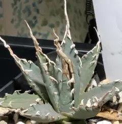 2026年最新】エボリスピナ陽炎の人気アイテム - メルカリ