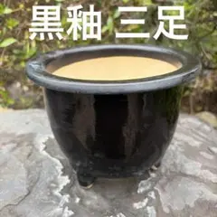2026年最新】山野草鉢の人気アイテム - メルカリ