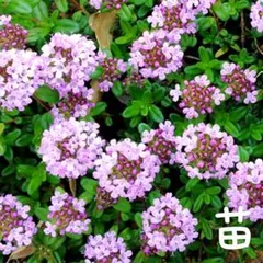 Candy様 リクエスト 2点 まとめ商品