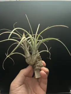 2026年最新】エーレルシアナの人気アイテム - メルカリ