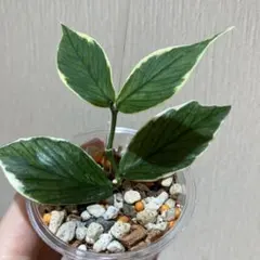 アグラオネマ ストライプス Aglaonema'Stripes' - メルカリ