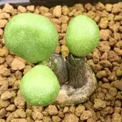 ぷくぷく双頭！　チレコドン　ポドレイアエ　多肉植物　塊根植物　実生 レア実生！ エクティプス チレコドン 多肉植物 塊根植物 - メルカリ