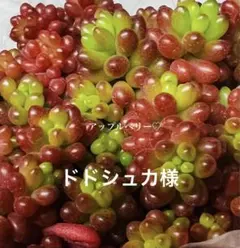 ドドシュカ様 リクエスト 3点 まとめ商品