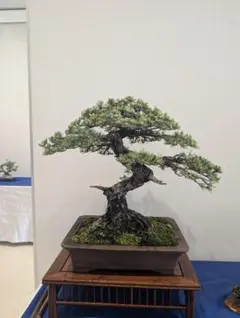 宮島五葉松盆栽 【模様木】 大品盆栽 - メルカリ