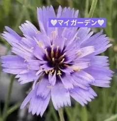 希少 冷蔵 チューリップ 原種系『ダニケ』1球 地植えも水耕も綺麗で 