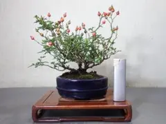 ミオパパ様 リクエスト 2点 まとめ商品