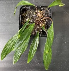 2026年最新】ホマロメナの人気アイテム - メルカリ