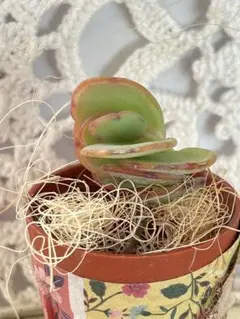 あーちゃん様 リクエスト 3点 まとめ商品