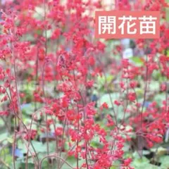 186. トキワマンサク 抜き苗 - メルカリ