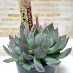 青鬼 札なし カット苗 ミックスベリア おらいさん苗 多肉植物 - メルカリ