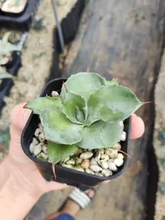 ビクトリアレジーナ × グアダラハラナ ハイブリッド hidden agave