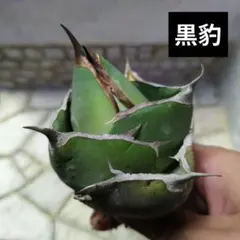 黒豹①　アガベ　チタノタのサムネイル
