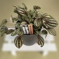 ペペロミア ペッパーミル 観葉植物