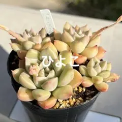 多肉植物 抜き苗 ひよこのサムネイル