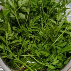 朝採り　天然せり　　新鮮のサムネイル