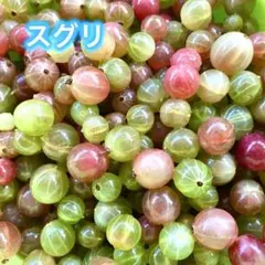 信州産　スグリ　400g以上のサムネイル
