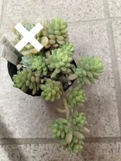 2026年最新】花団錦の人気アイテム - メルカリ